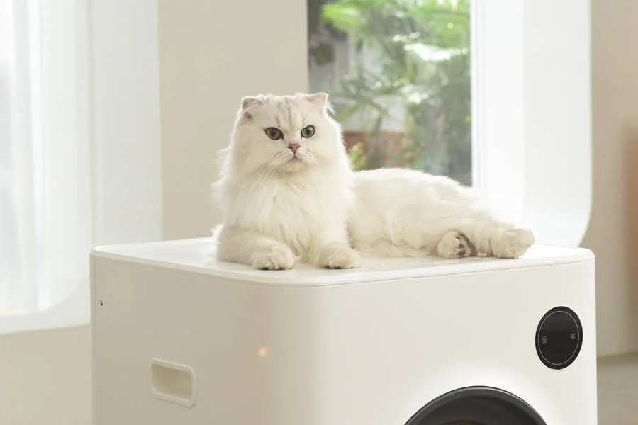 cat sandbox